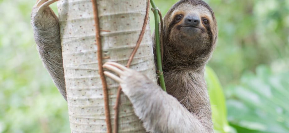 at-‘sloth-world’-in-florida,-wild-sloths-have-died-by-the-dozens