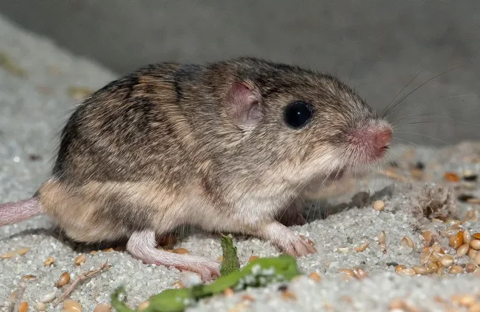 an-endangered-mouse-may-need-a-helping-hand-to-adapt-to-climate-change