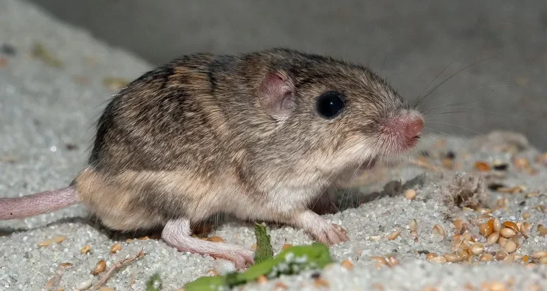 an-endangered-mouse-may-need-a-helping-hand-to-adapt-to-climate-change