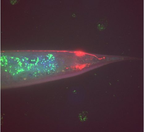 c.-elegans biological-investigation-on-microbiome-effect-in-space-(cbiomes) 