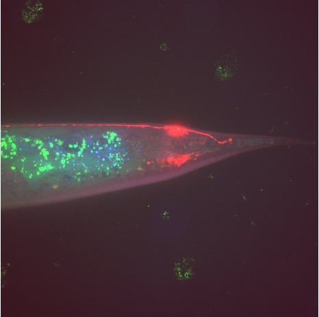 c.-elegans biological-investigation-on-microbiome-effect-in-space-(cbiomes) 