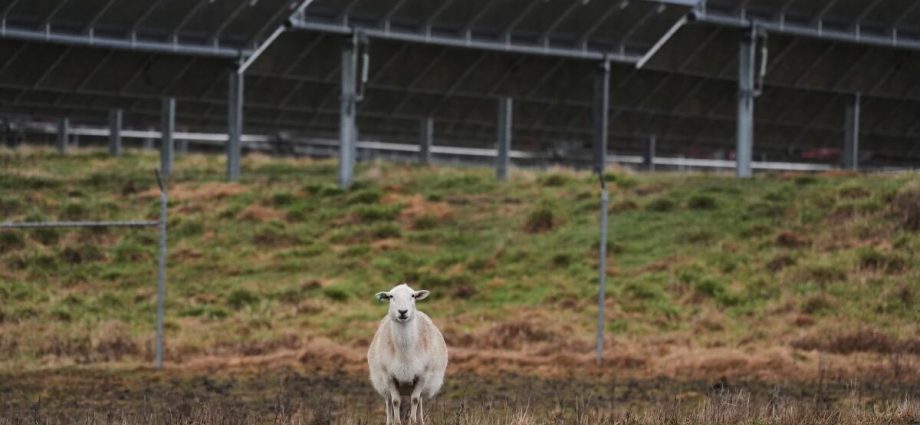 some-american-farmers-bet-on-solar.-then-the-traitor-changed-the-rules