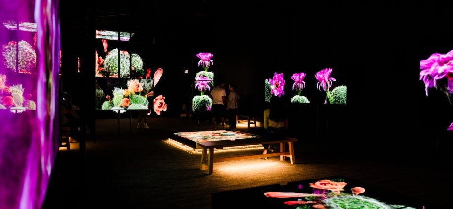 the-sonoran-desert-teems-with-wildlife.-these-3d-scans-could-help-protect-its-future