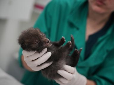 how-a-paris-area-wildlife-hospital-keeps-rescued-animals-wild