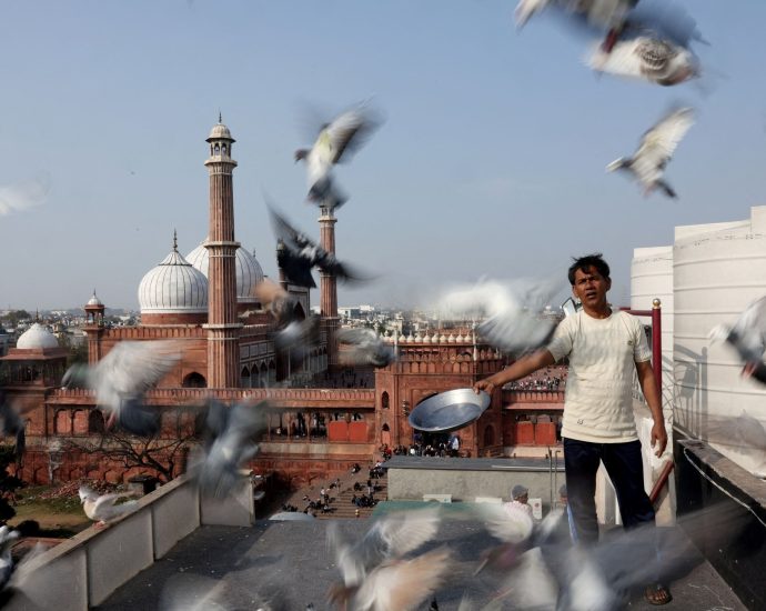 mughal-era-pigeon-training-survives-in-heart-of-india’s-capital