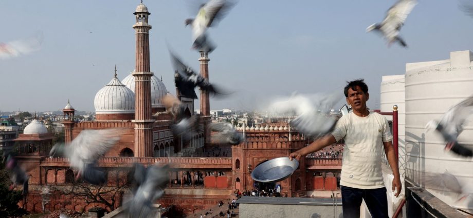 mughal-era-pigeon-training-survives-in-heart-of-india’s-capital