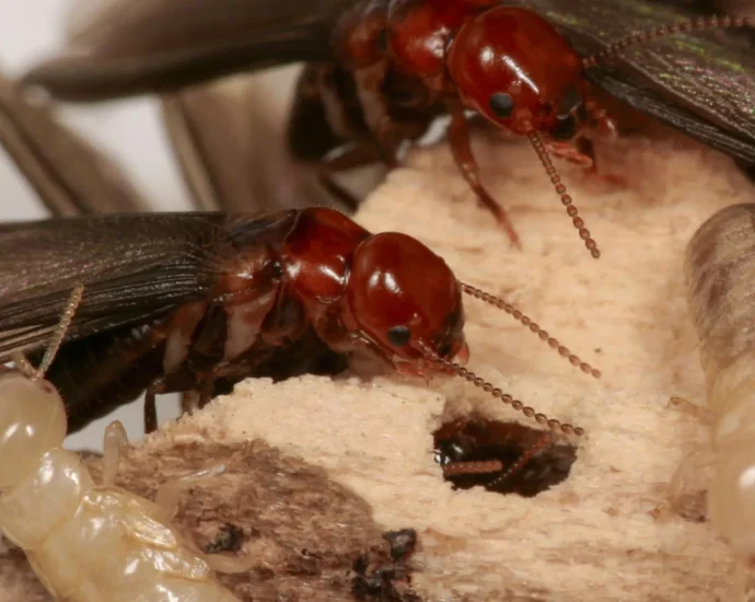 95%-success-rate:-this-new-trick-lures-termites-straight-to-their-death