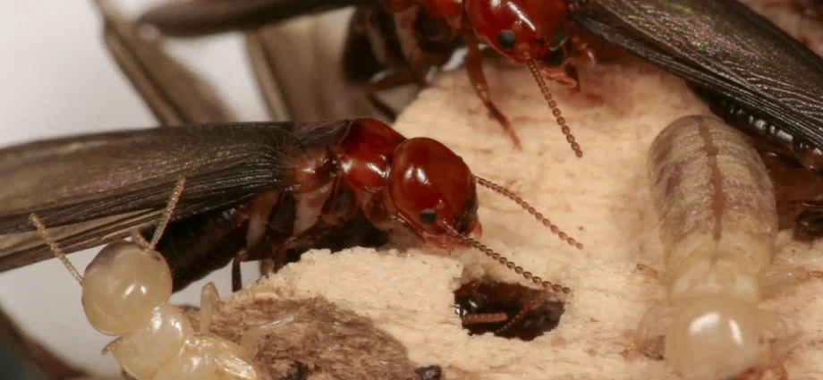 95%-success-rate:-this-new-trick-lures-termites-straight-to-their-death