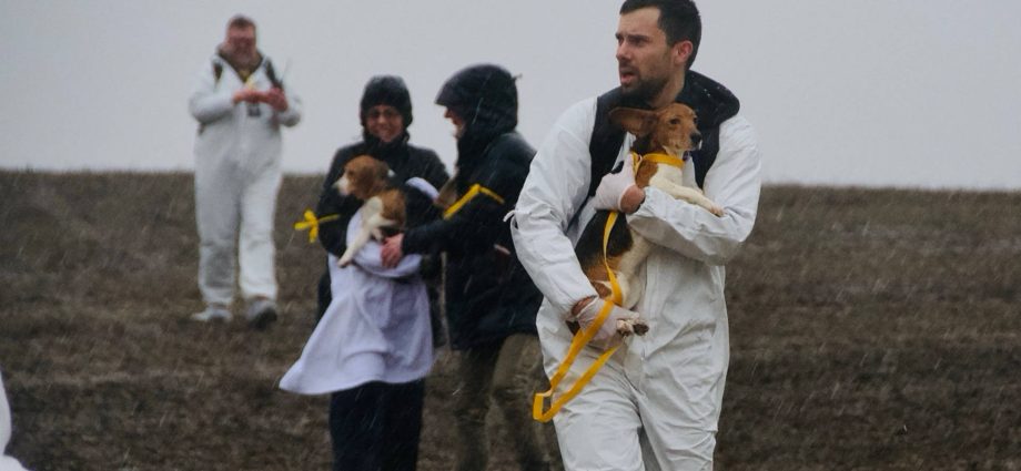 animal-rights-activists-target-wisconsin-facility-accused-of-breeding-dogs-for-medical-experiments