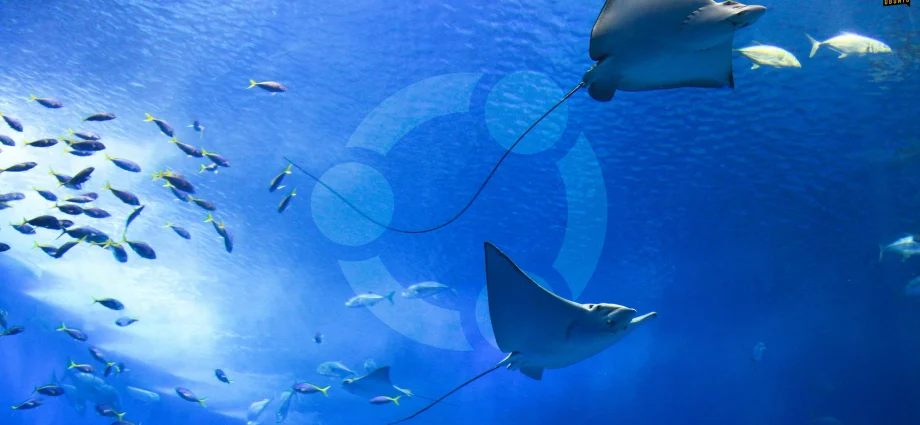 ubuntu-confirms-the-26.10-codename,-and-it-sounds-strange