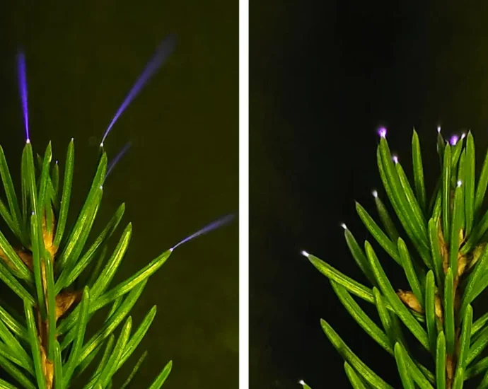scientists-just-captured-trees-glowing-with-electricity-during-storms