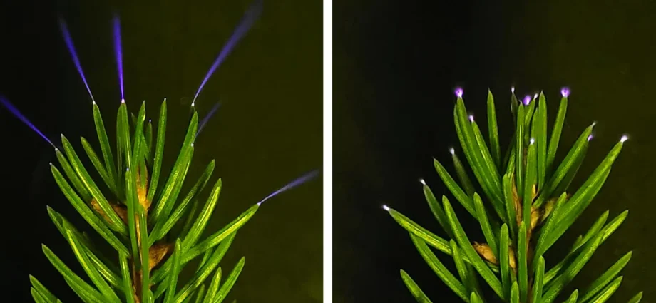 scientists-just-captured-trees-glowing-with-electricity-during-storms