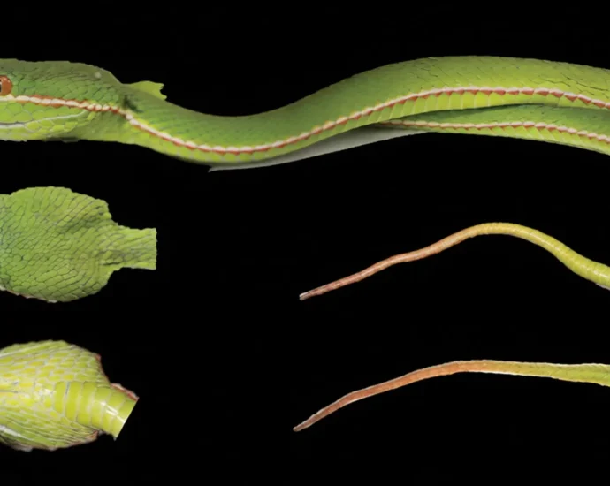 dna-reveals-a-hidden-pitviper-species-in-china