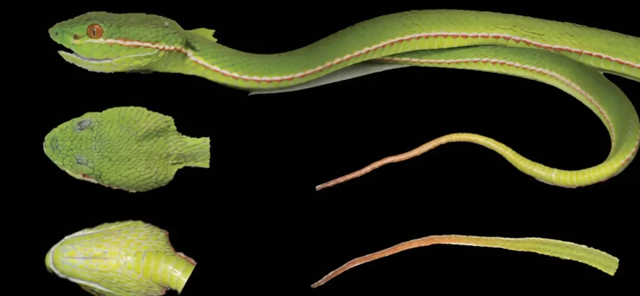 dna-reveals-a-hidden-pitviper-species-in-china