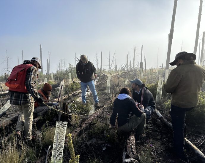 how-new-mexico-is-‘building-a-forest’-by-solving-a-seedling-shortage
