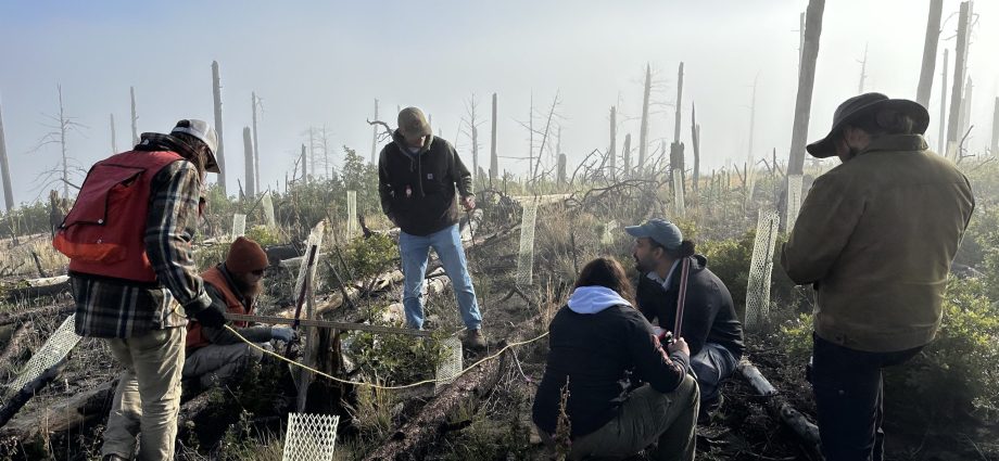 how-new-mexico-is-‘building-a-forest’-by-solving-a-seedling-shortage