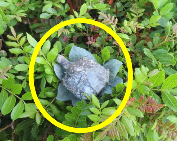 how-to-check-if-there-is-a-hidden-camera-in-your-yard