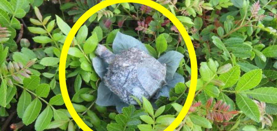 how-to-check-if-there-is-a-hidden-camera-in-your-yard