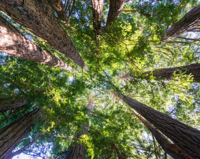 this-arbor-day,-let’s-move-past-the-myths