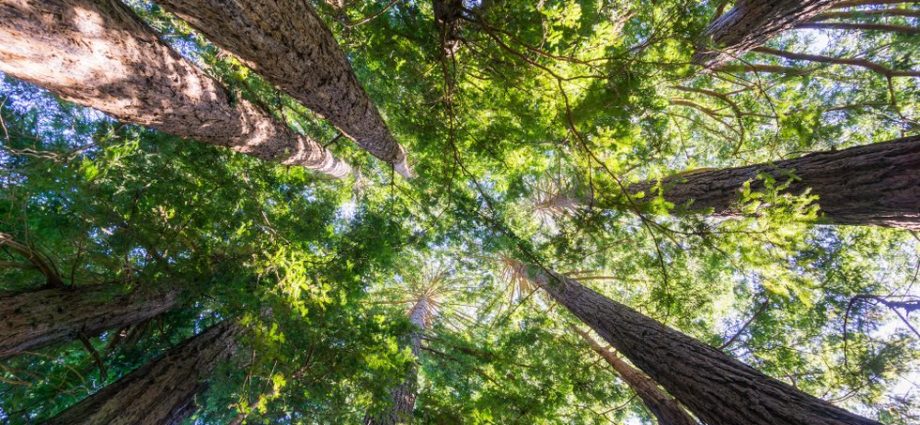 this-arbor-day,-let’s-move-past-the-myths