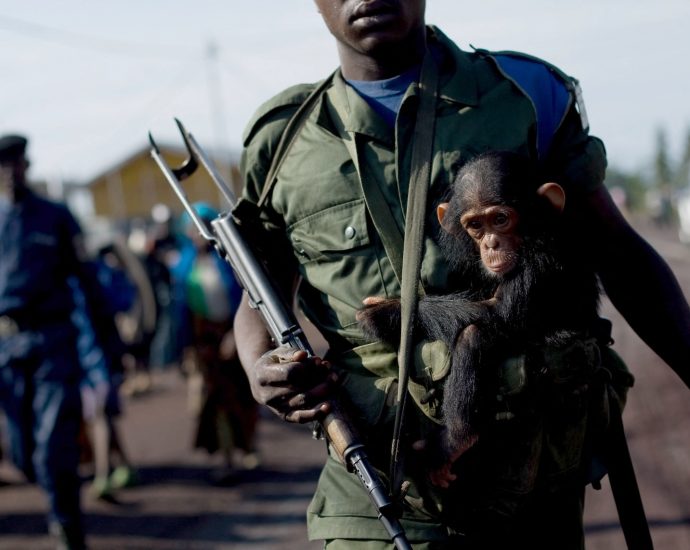 is-war-central-to-human-nature?-chimps-can’t-tell-us-everything