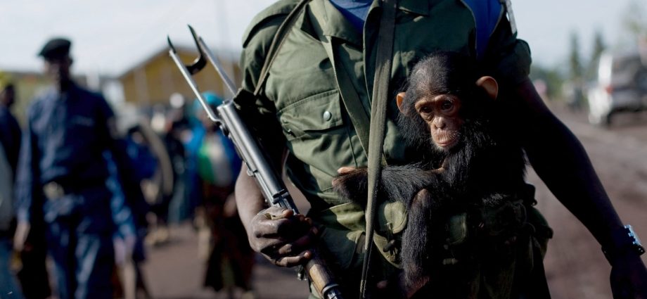 is-war-central-to-human-nature?-chimps-can’t-tell-us-everything