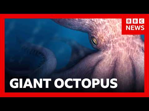 meet-the-19-metre-octopus-that-prowled-the-ancient-seas-|-bbc-news