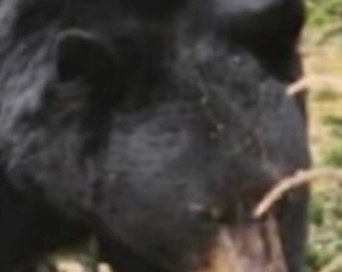 bear-sightings-rise-as-they-emerge-from-hibernation