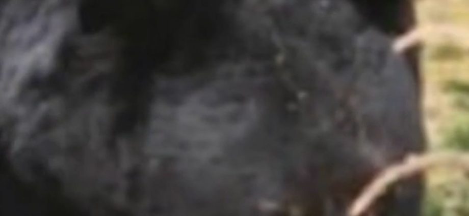 bear-sightings-rise-as-they-emerge-from-hibernation