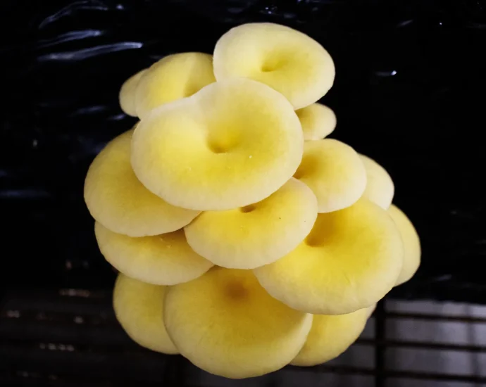 scientists-warn-about-golden-oyster-mushrooms-sold-in-florida-markets