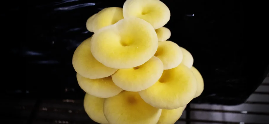 scientists-warn-about-golden-oyster-mushrooms-sold-in-florida-markets