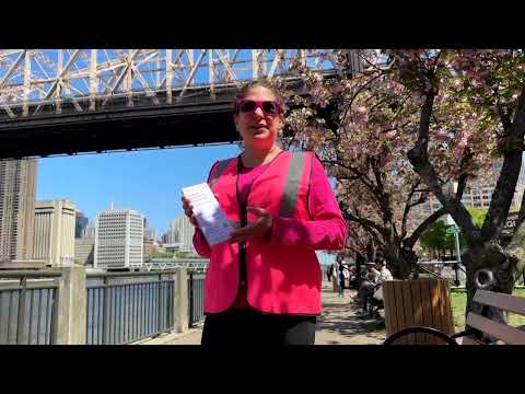 roosevelt-island-volunteer-patrols-cherry-blossoms-during-spring-bloom