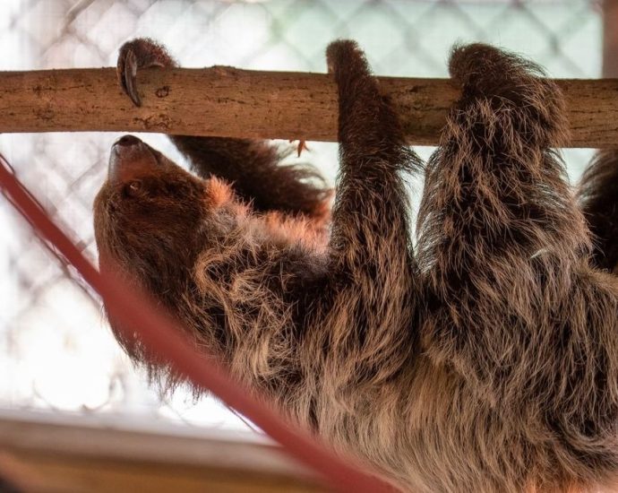 after-mass-deaths-at-‘sloth-world,’-13-surviving-animals-are-transferred-to-a-florida-zoo