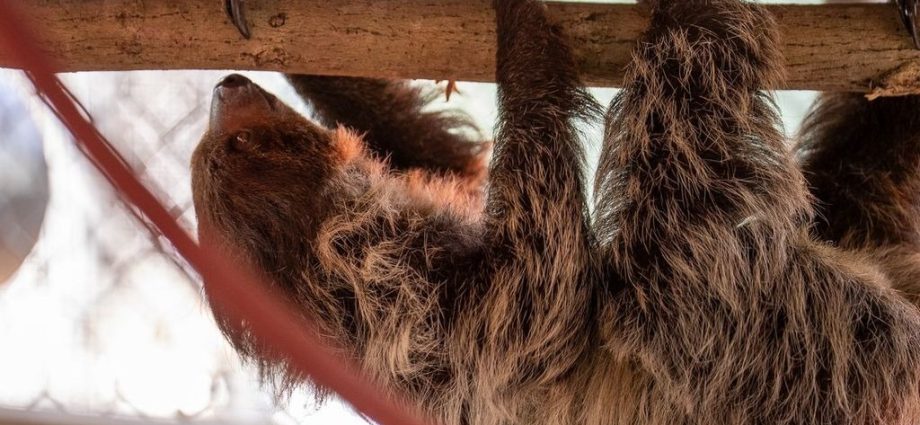 after-mass-deaths-at-‘sloth-world,’-13-surviving-animals-are-transferred-to-a-florida-zoo