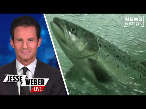 coked-up-salmon-swim-further-than-clean-salmon-in-new-viral-study-|-jesse-weber-live