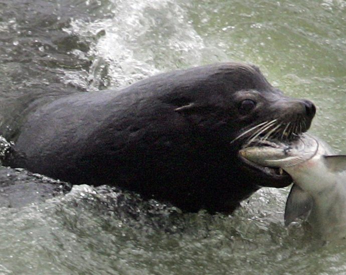 the-federal-government-is-paying-$38,000-to-cull-one-sea-lion