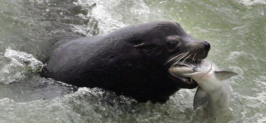 the-federal-government-is-paying-$38,000-to-cull-one-sea-lion