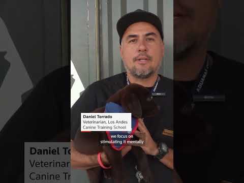 puppies-train-to-sniff-out-drugs-in-chilean-customs