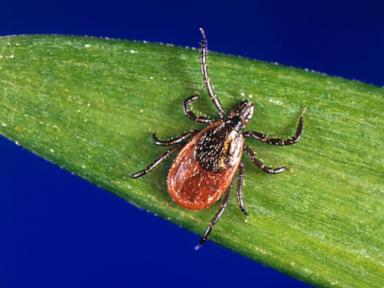 tick-season-off-to-a-fast-start,-and-some-experts-worry-about-future-illnesses