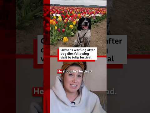 owner’s-warning-after-dog’s-tulip-festival-death.-#yorkshire-#bbcnews