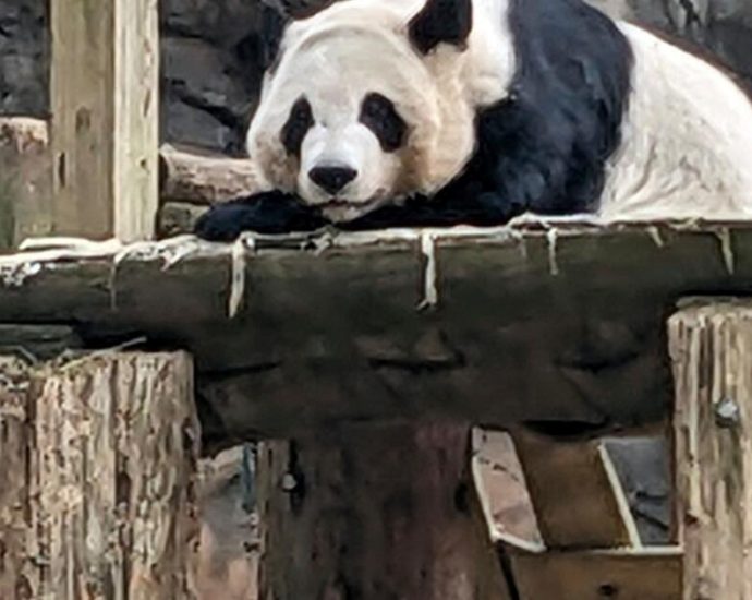 china-will-send-giant-pandas-to-atlanta-again