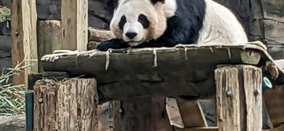 china-will-send-giant-pandas-to-atlanta-again