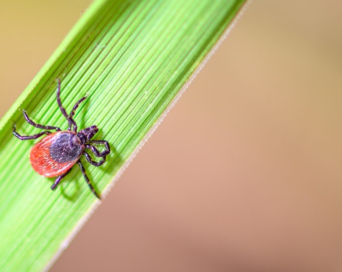 an-early-wake‑up-call-as-ticks-come-out-biting-ahead-of-schedule