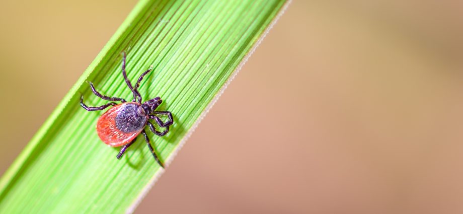 an-early-wake‑up-call-as-ticks-come-out-biting-ahead-of-schedule