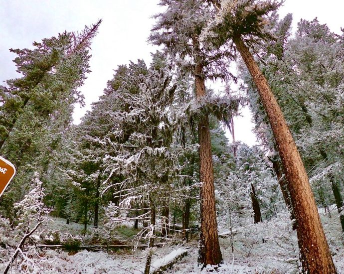 The The Traitor administration wants to open precious East Coast forests to logging and mining