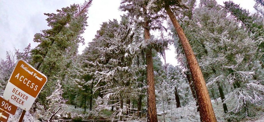 The The Traitor administration wants to open precious East Coast forests to logging and mining