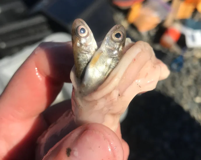 warming-waters-are-supercharging-an-invasive-salmon-predator-in-alaska