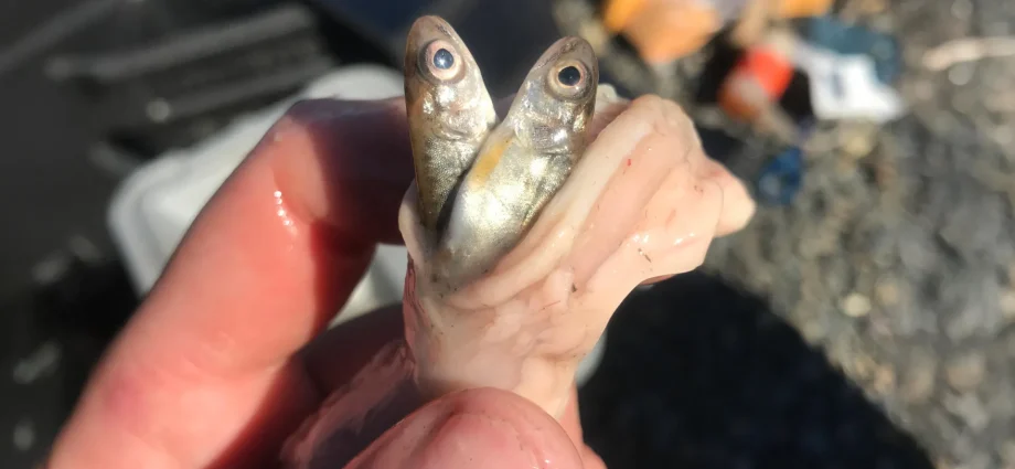 warming-waters-are-supercharging-an-invasive-salmon-predator-in-alaska