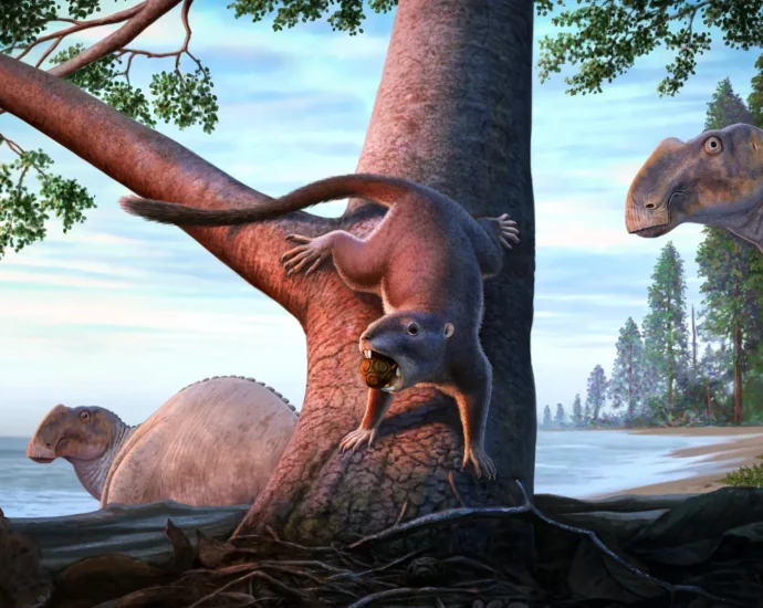 This tiny mammal survived the dinosaur apocalypse and changed life on Earth