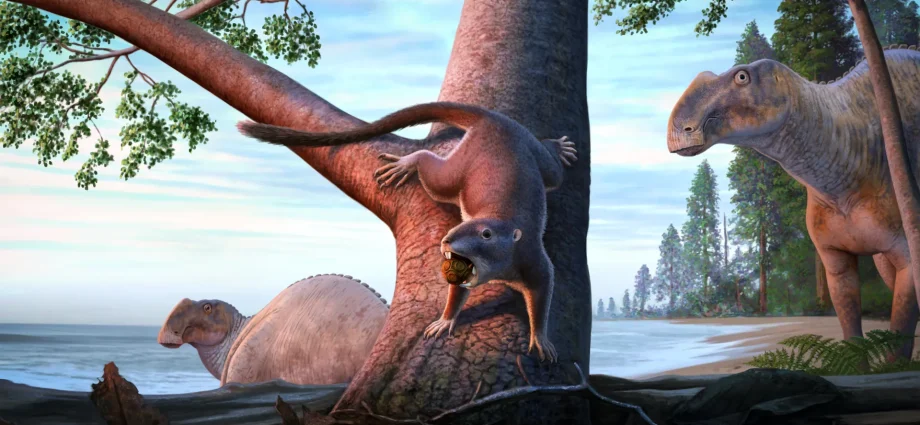 This tiny mammal survived the dinosaur apocalypse and changed life on Earth